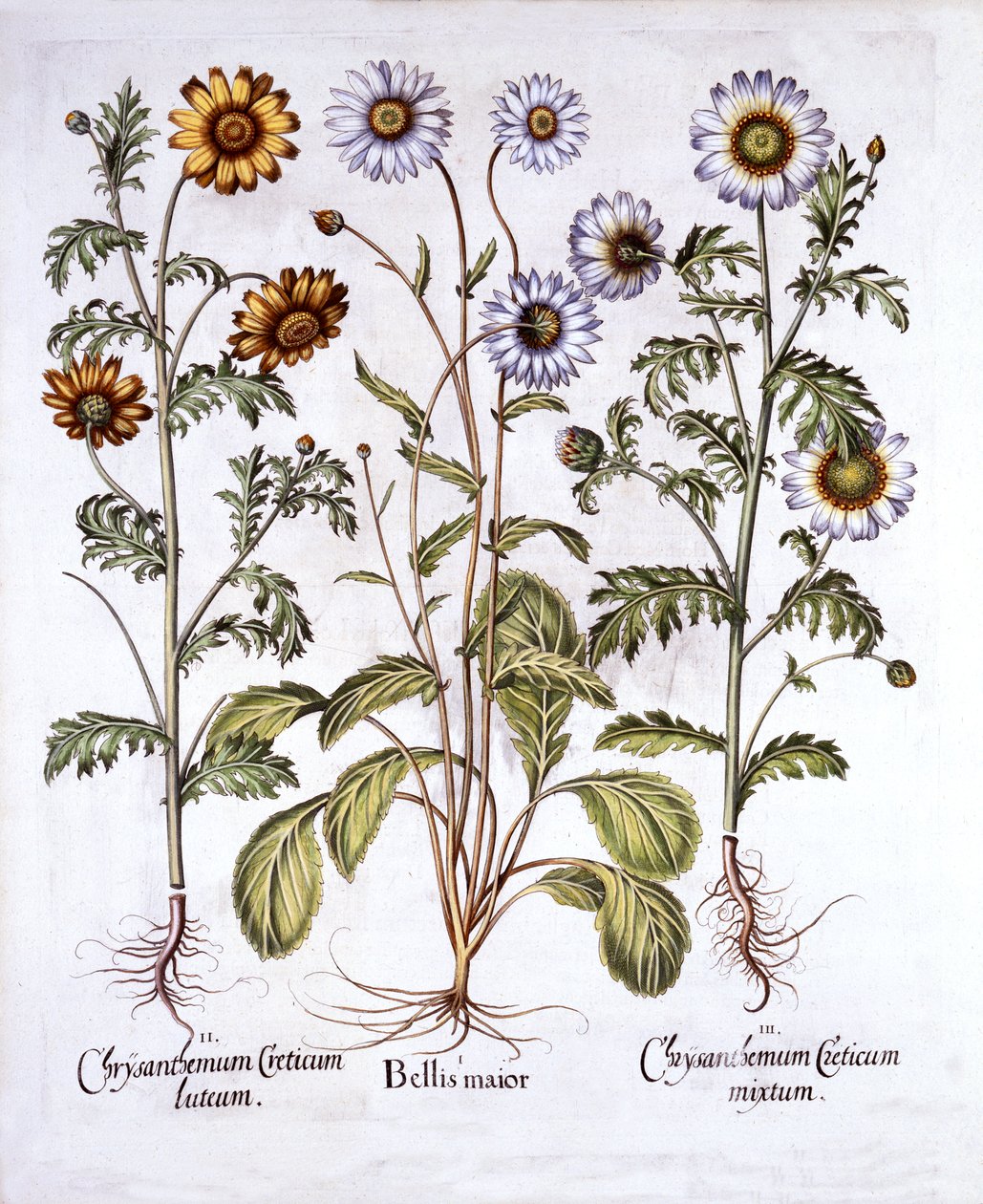 Oxe Eye Daisy och Crown Daisy, från Hortus Eystettensis, av Basil Besler (1561-1629), pub. 1613 (handfärgad gravyr) av German School