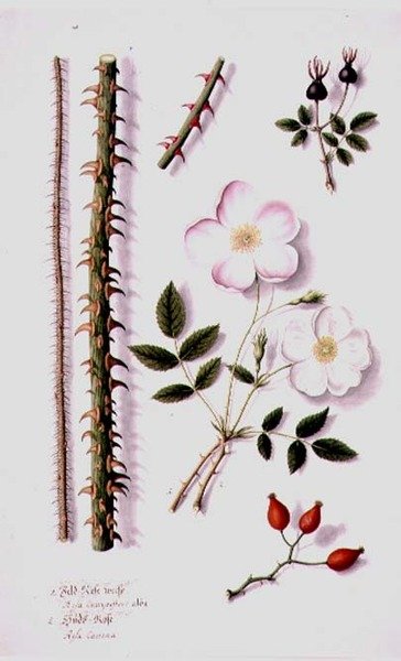 PD.98-1973f.14 White Field Rose (Rosa silvestris alba) och Dog Rose (Rosa canina) c.1820 (akvarell & gouache) av German School