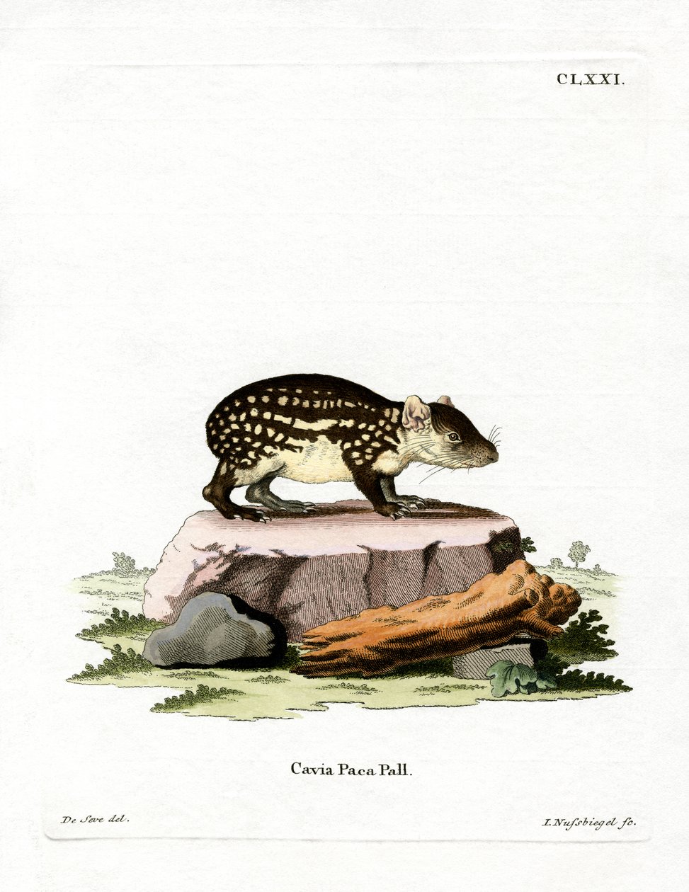 Paca (färgad gravyr) av German School