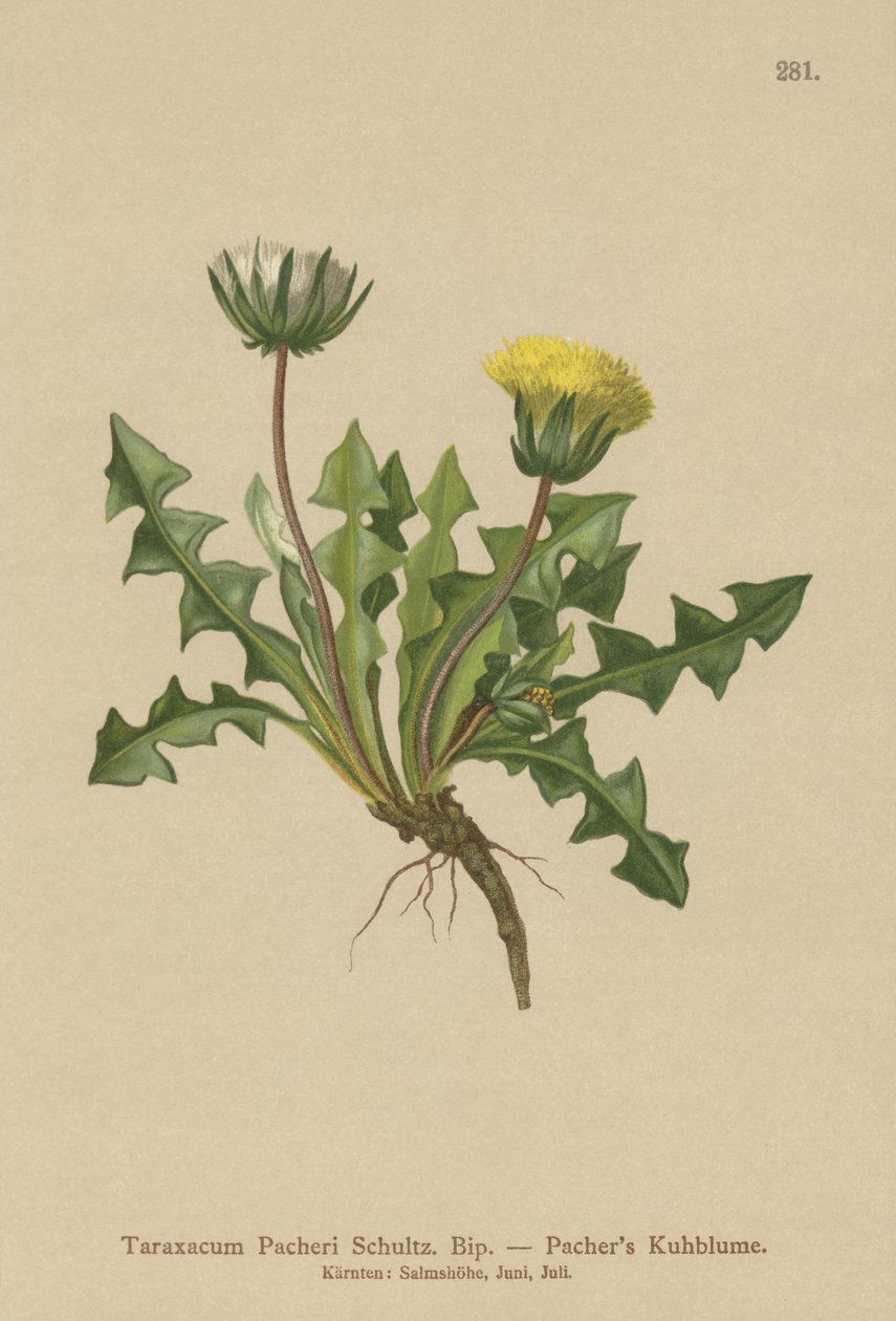 Pacheris Maskros (Taraxacum Pacheri) av German School