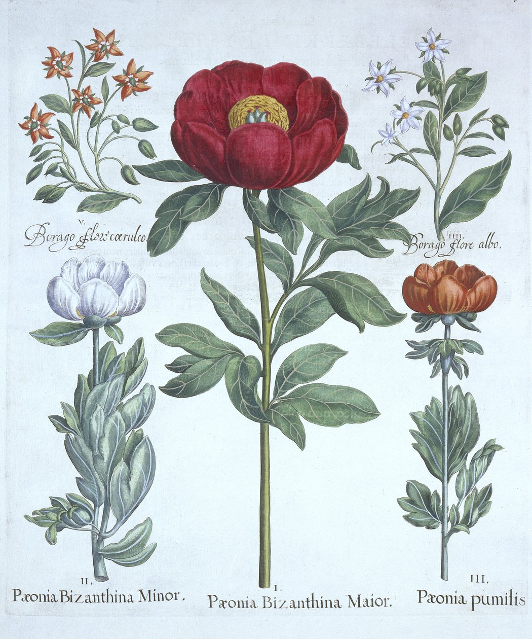 Paeonies and Borage, från Hortus Eystettensis, av Basil Besler (1561-1629), pub. 1613 (handfärgad gravyr) av German School