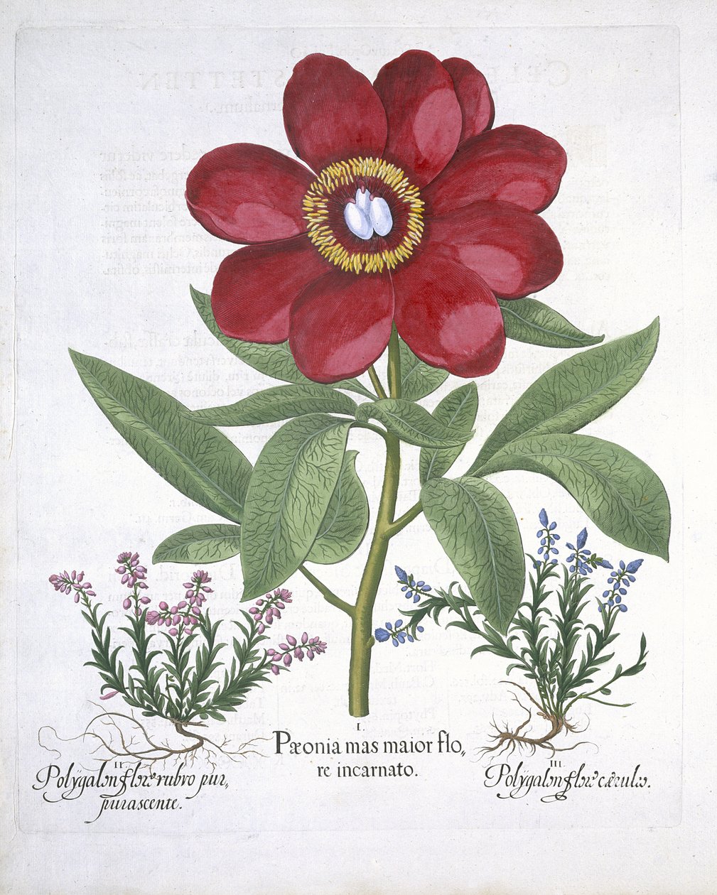 Paeony och två polygaloner, från Hortus Eystettensis, av Basil Besler (1561-1629) pub. 1613 (handfärgad gravyr) av German School