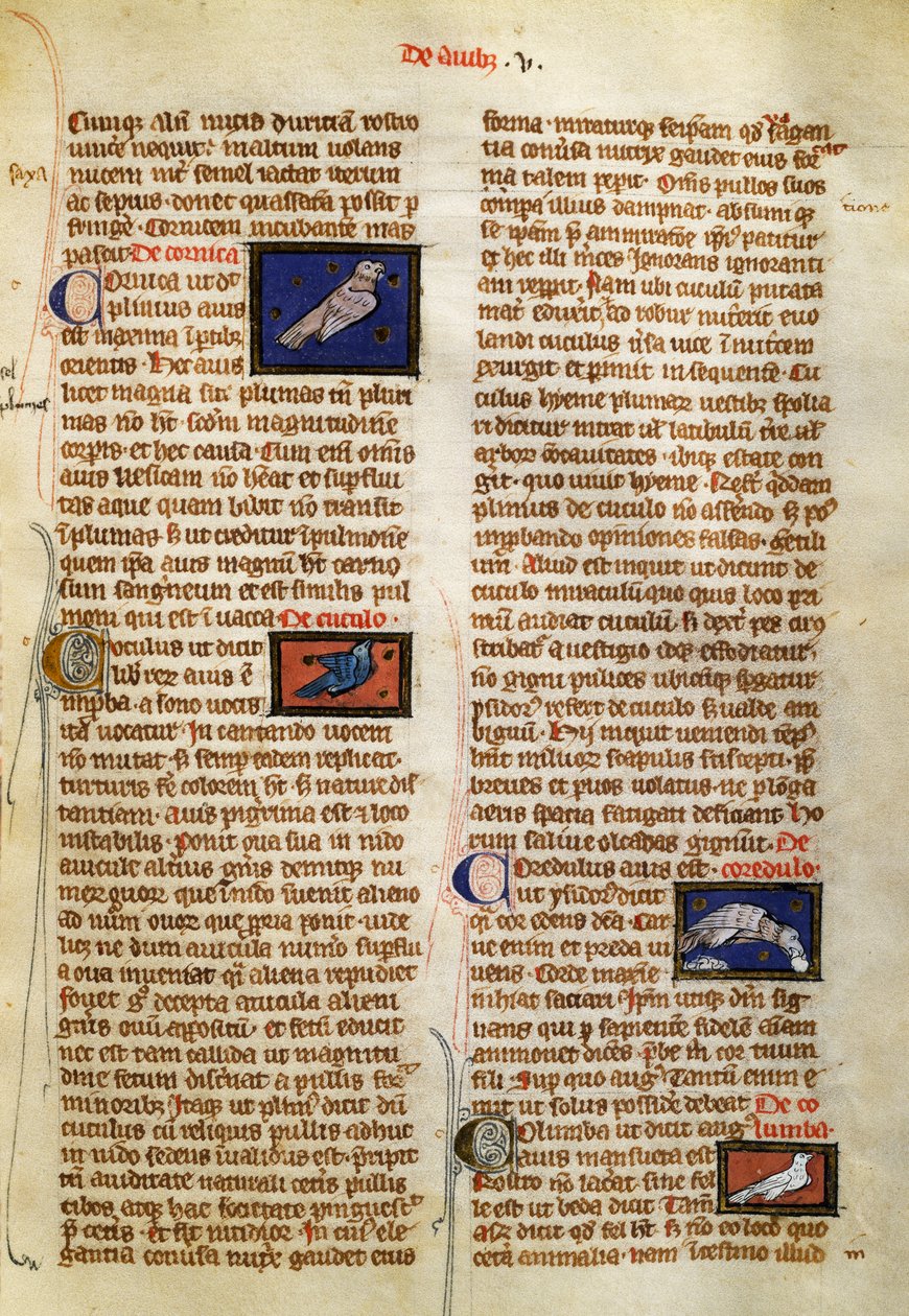 Sida från De Natura Rerum om fåglar, av Albertus Magnus (cirka 1200-1280) av German School