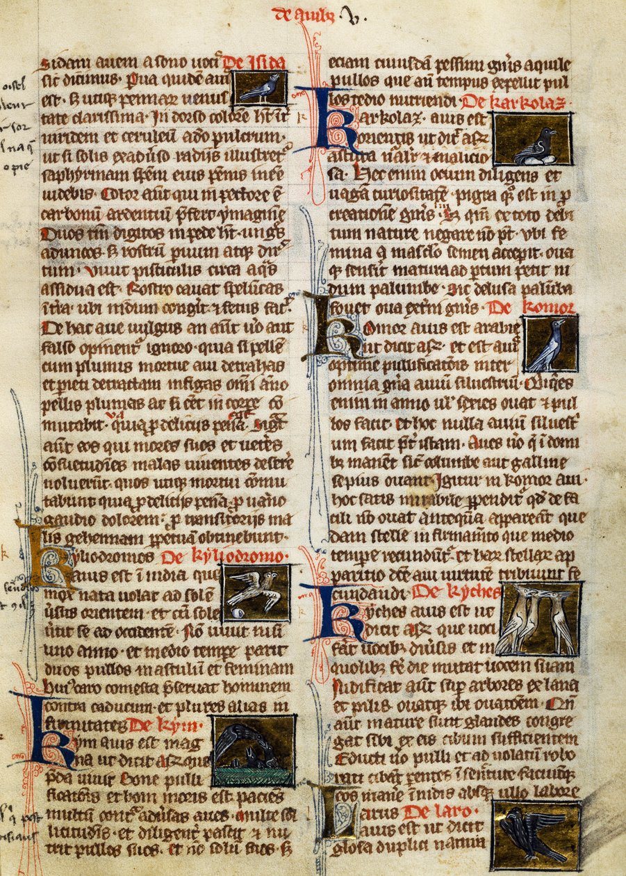 Sida från De Natura Rerum om fåglar, av Albertus Magnus (cirka 1200-1280) av German School