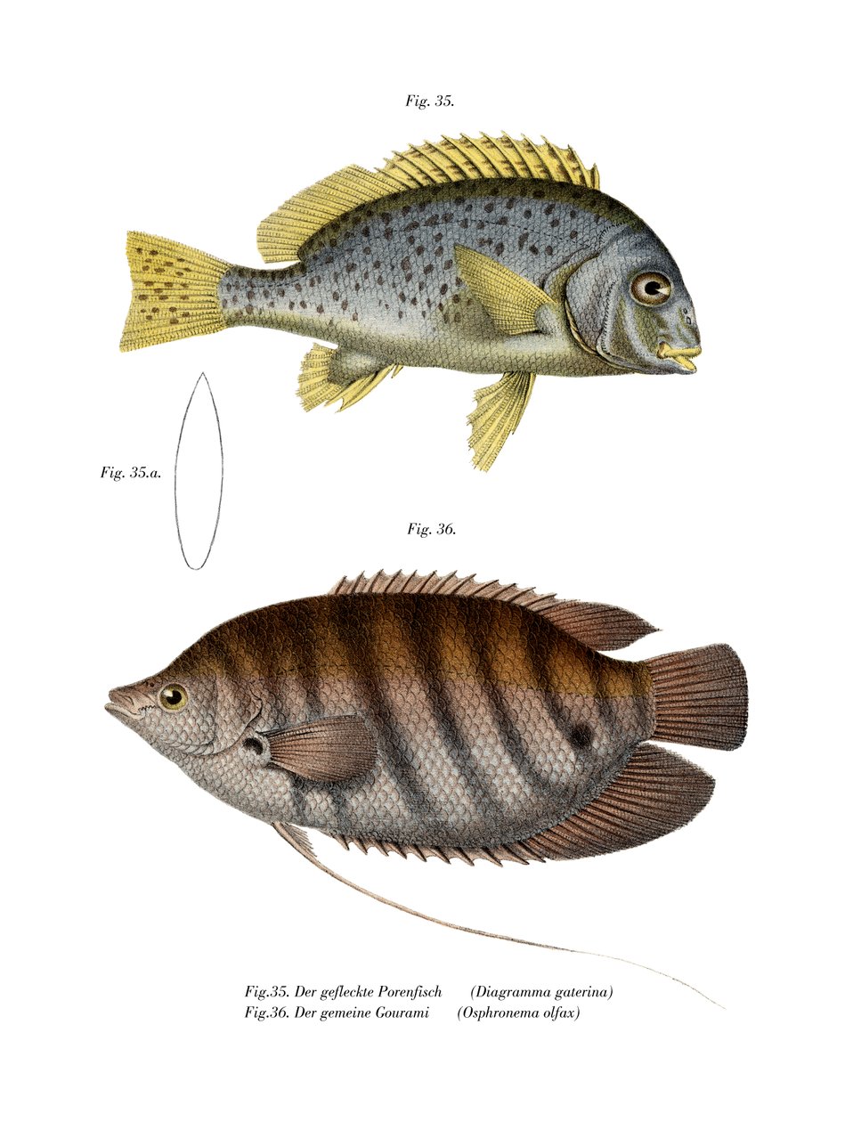 Målade Sweetlips (färg litho) av German School