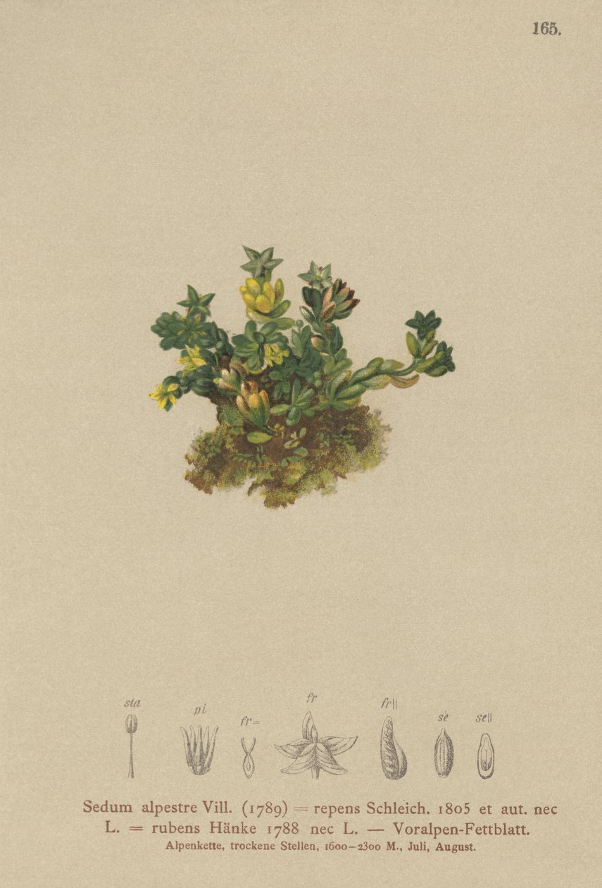 Blek stengröda (Sedum alpestre, Sedum repens, Sedum rubens) av German School