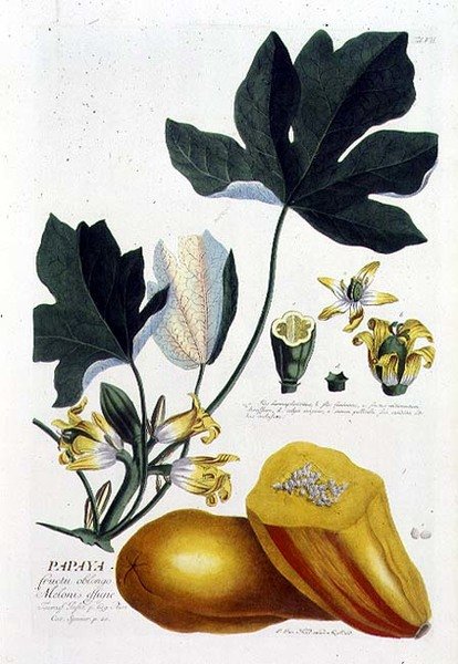 Papaya, graverad av Johann Jakob Haid (1704-67) plåt 7 från en botanisk bok, pub. av Augustus Vind (färgad gravyr) av German School