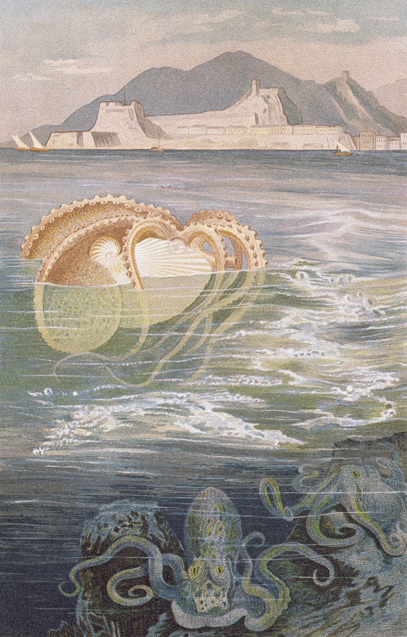 Paper Nautilus, plåt från Brehms Animal Life: General Knowledge of the Animal Kingdom, vol.10, s.273, utgiven av Bibliographic Institute, 1893 av German School