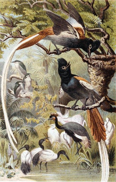 Paradise Flycatchers, tallrik från "Brehms Tierleben: Allgemeine Kunde des Tierreichs", vol 4, sid. 516, utgiven av Bibliographisches Institut av German School