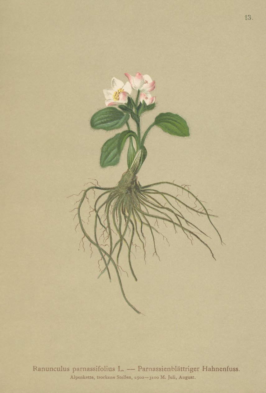Parnassia-bladig kråkfot (Ranunculus parnassifolius) av German School