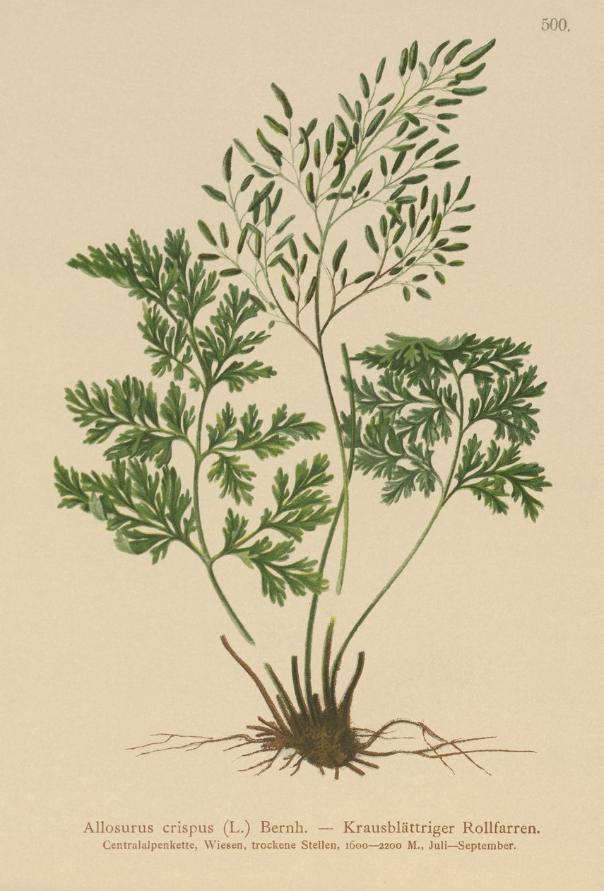 Persilja Ormbunke (Allosurus crispus, Cryptogramma crispa, Osmunda crispa, Allosorus crispus) av German School