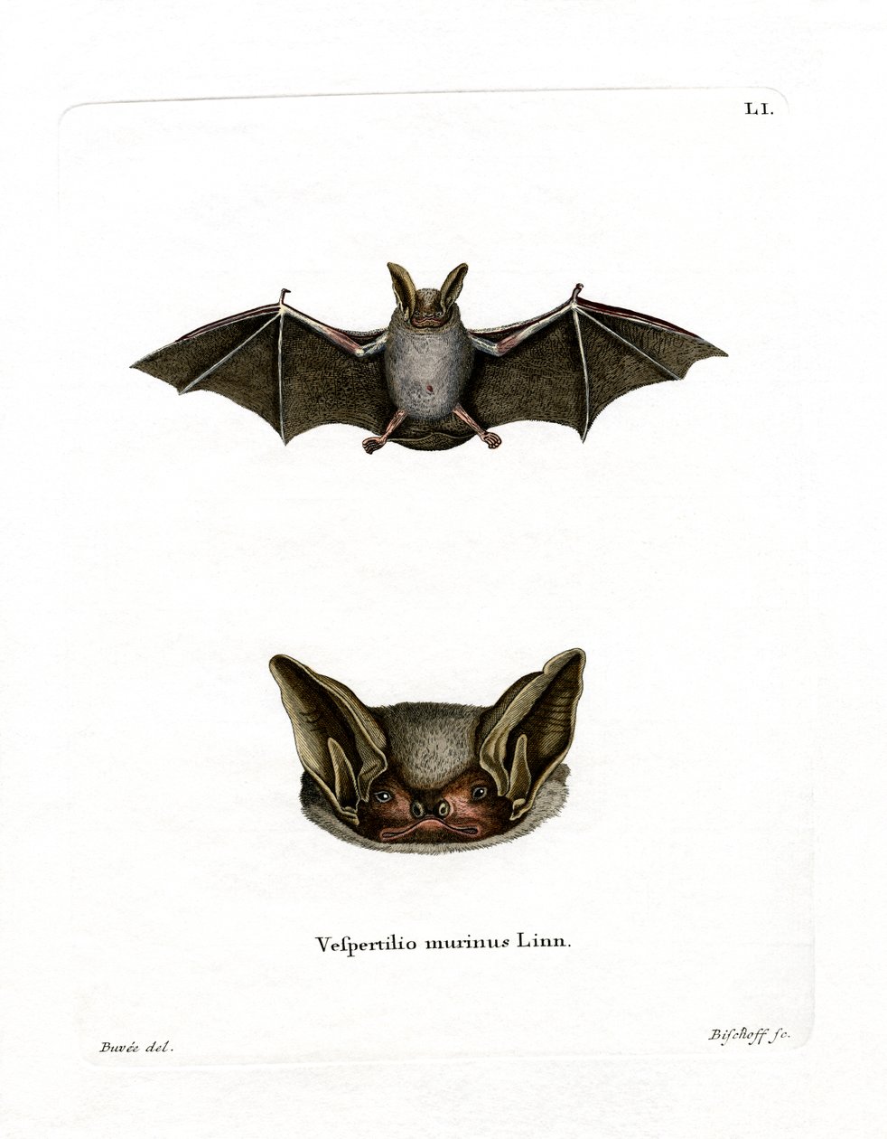 Particolored Bat (färgad gravyr) av German School