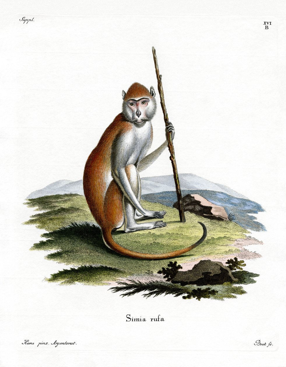 Patas Monkey (färgad gravyr) av German School