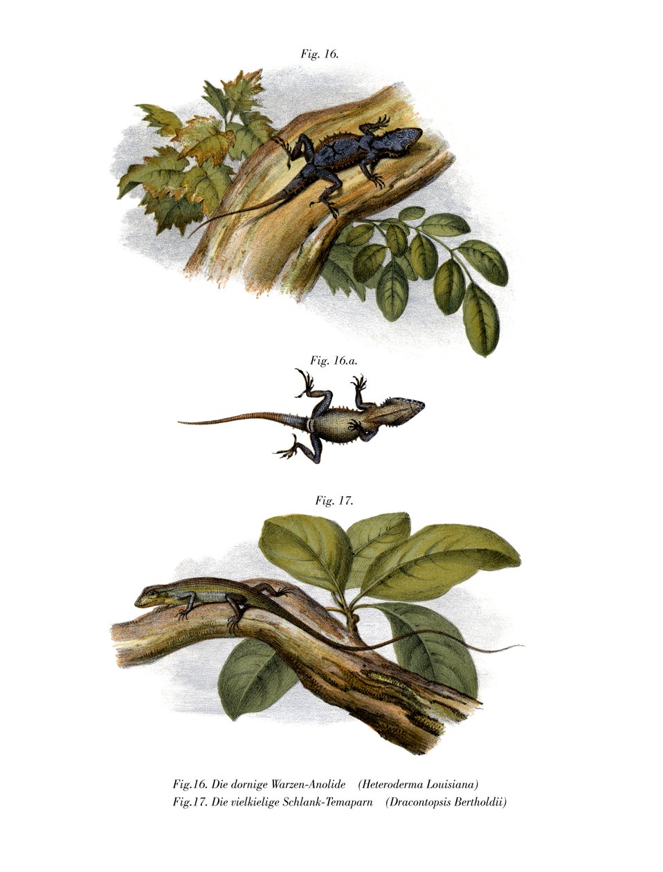 Peach Anole (färg litho) av German School