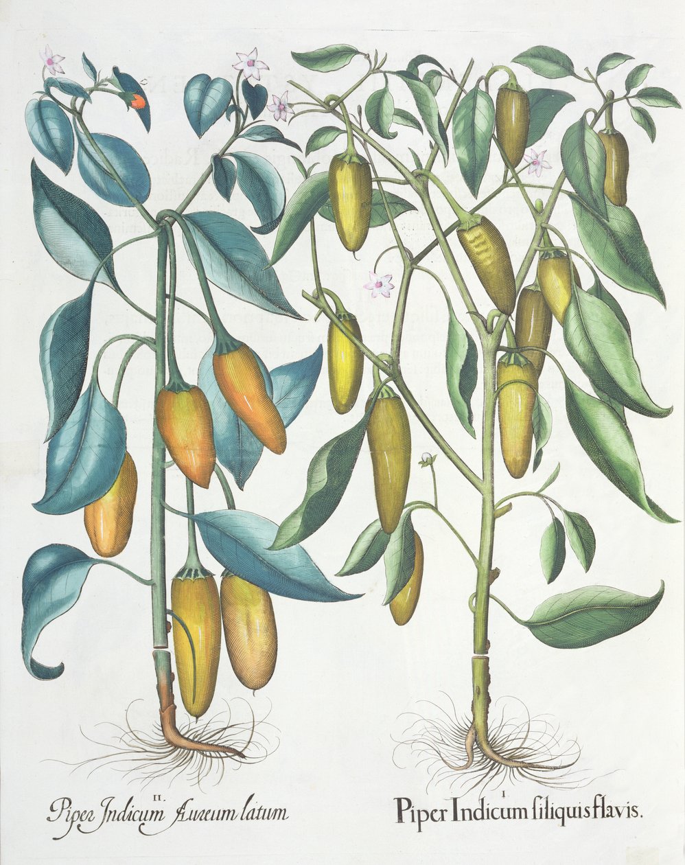 Paprika: 1. Piper indisk gul 2. Piper Indicum aureum latum, från Hortus Eystettensis av Basil Besler (1561-1629), pub. 1613 av German School