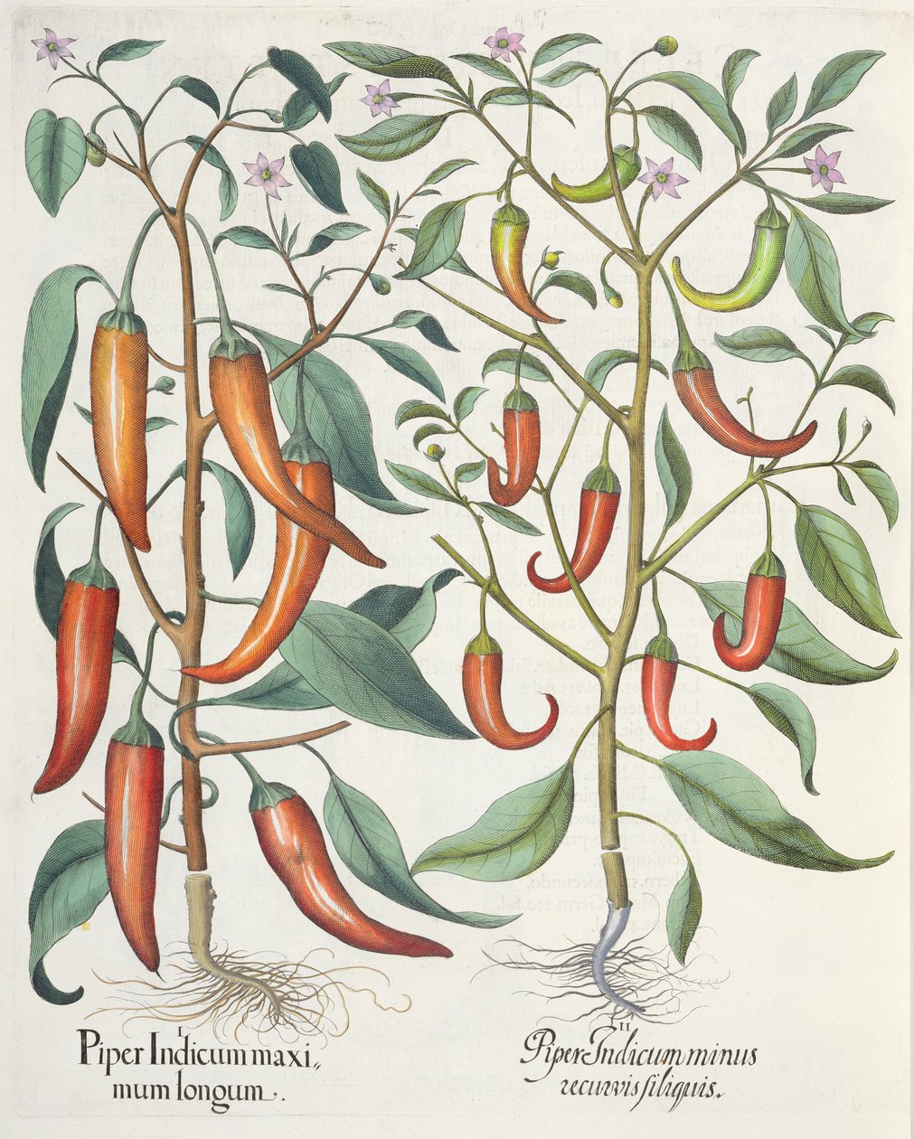 Paprika: 1. Piper Indicum longum; 2. Piper Indicum minus recurvis filiquis, från Hortus Eystettensis av Basil Besler (1561-1629), pub. 1613 av German School