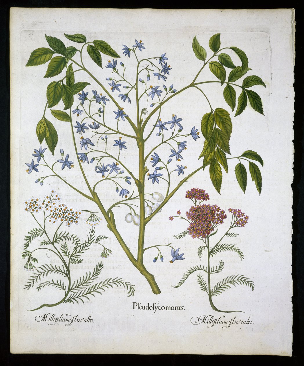 Persisk lila eller Pride of India, och Achillea Millefolium (Soldiers Woundwort) tallrik 136 från Hortus Eystettensis av Basil Besler (1561-1629) pub 1613 (handfärgad gravyr) av German School