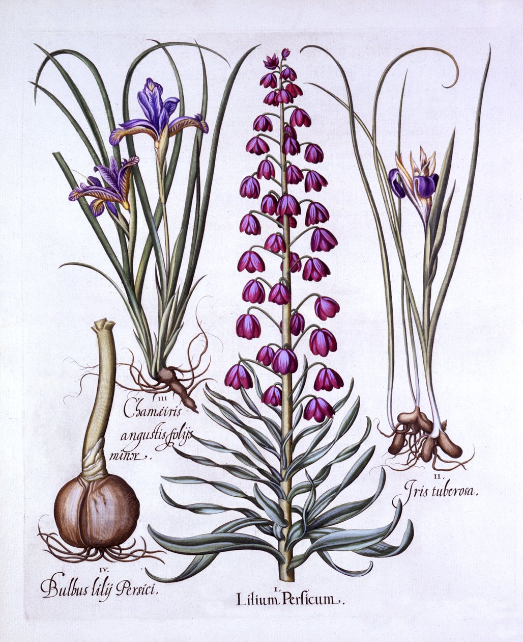 Persisk lilja och iris, från Hortus Eystettensis, av Basil Besler (1561-1629), pub. 1613 (handfärgad gravyr) av German School