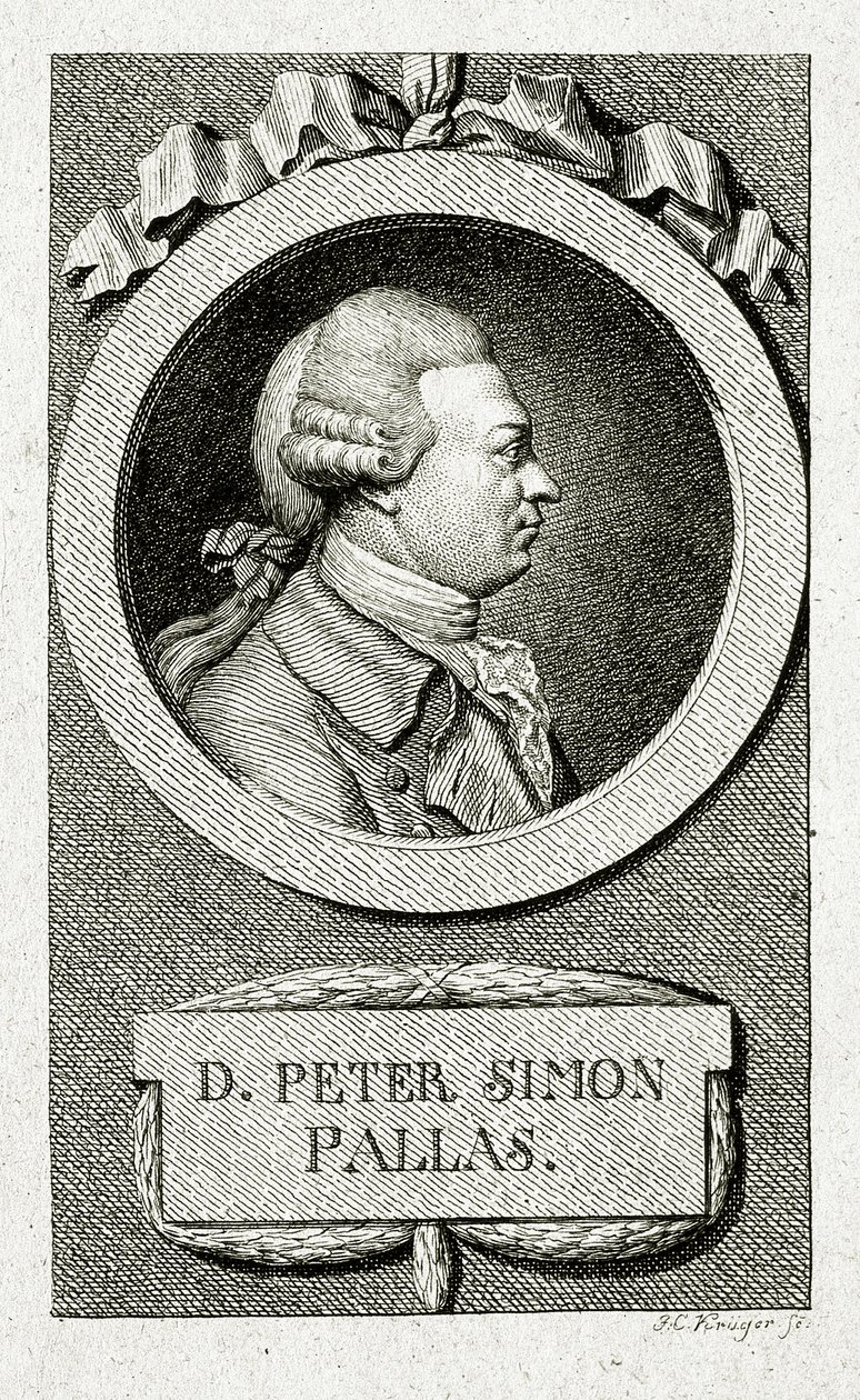 Peter Simon Pallas. (1741 – 1811) (Linjestick) av German School
