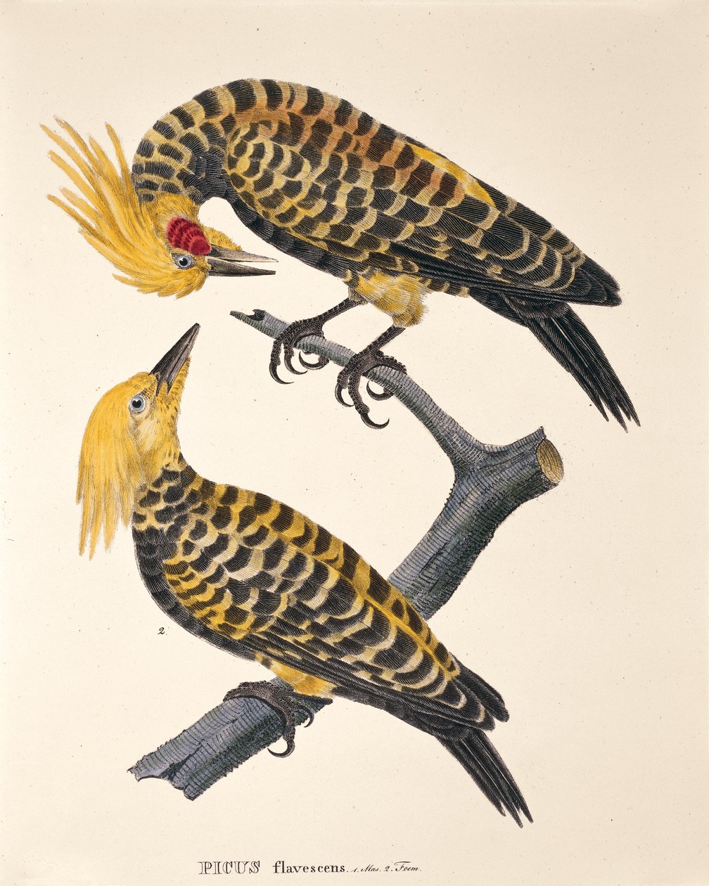 Picus Flavescens, från 