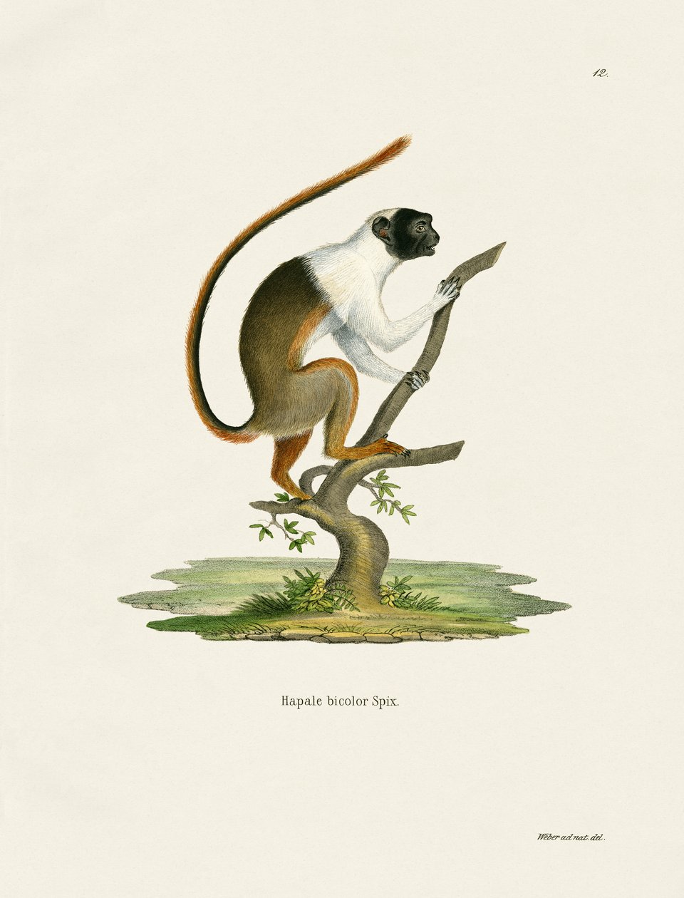 Pied Tamarin (färgad gravyr) av German School