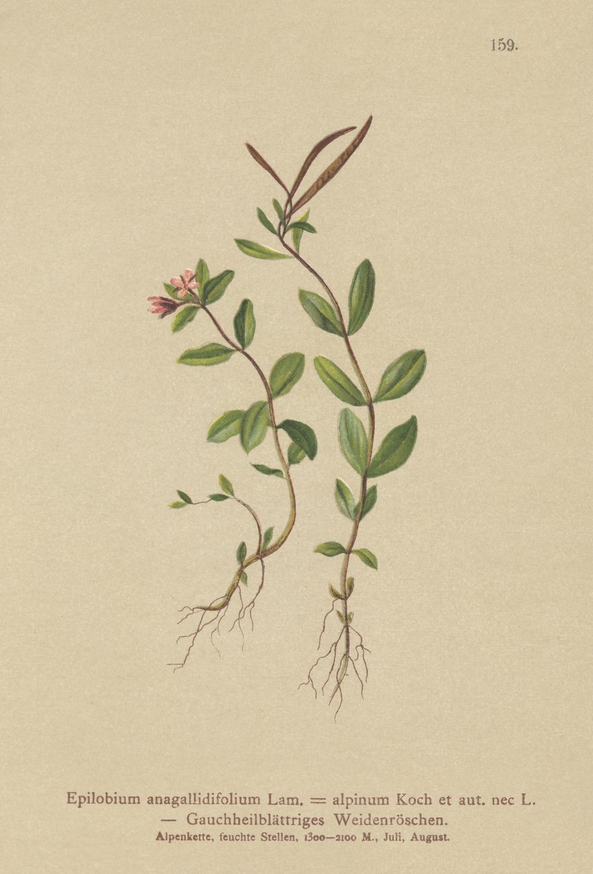 Pimpernel Willowherb (Epilobium anagallidifolium, Epilobium alpinum) av German School