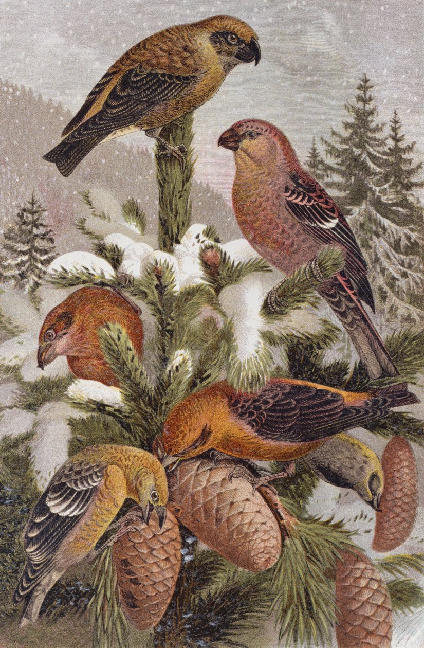 Pine Grosbeak and Crossbill, tallrik från Brehms Animal Life: General Knowledge of the Animal Kingdom, vol 4, sid. 314, utgiven av Bibliographic Institute, 1891 av German School