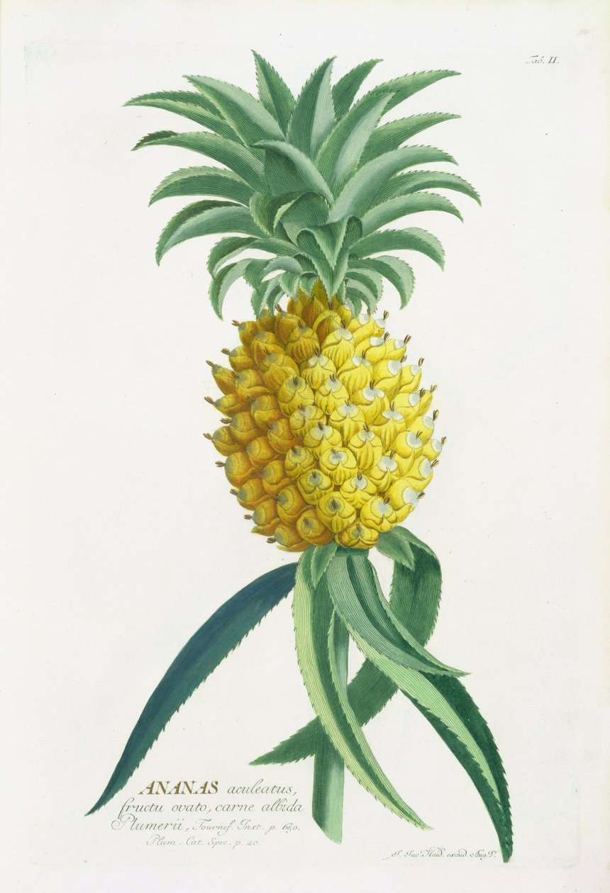 Ananas graverad av Johann Jakob Haid (1704-67) av German School