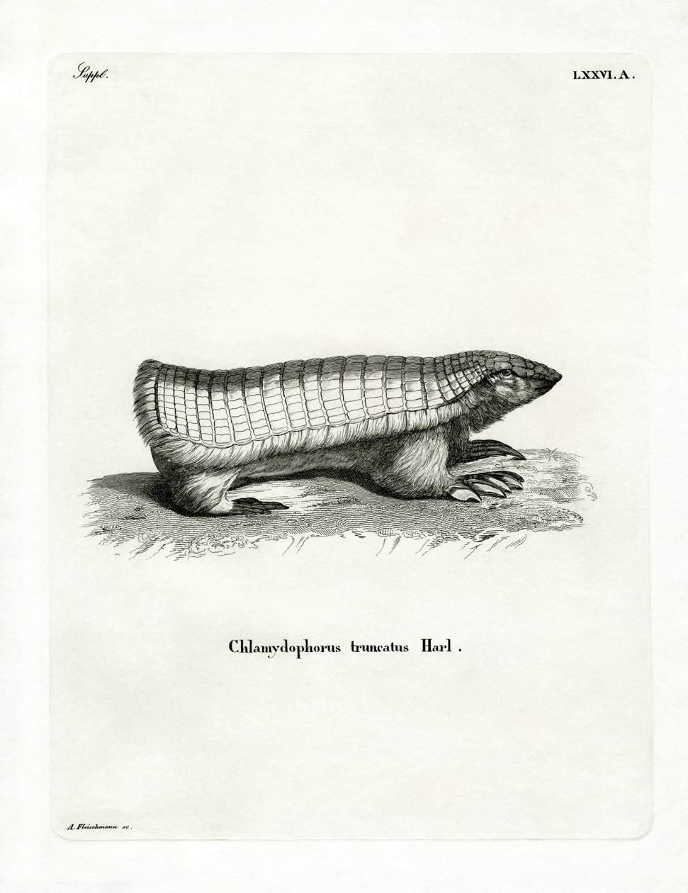 Pink Fairy Armadillo (färgad gravyr) av German School