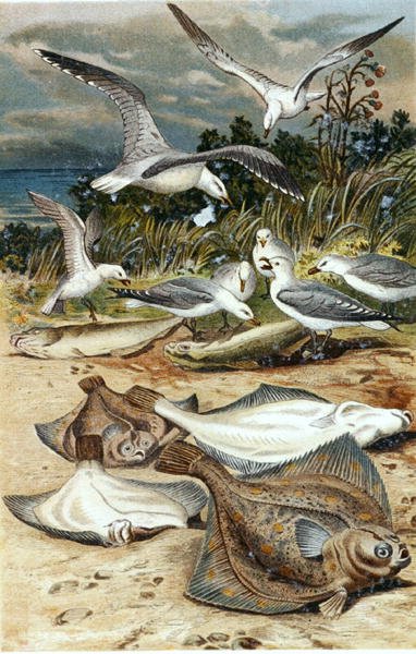 Rödspätta, tallrik från "Brehms Tierleben: Allgemeine Kunde des Tierreichs", vol.8, s.226, utgiven av Bibliographisches Institut av German School