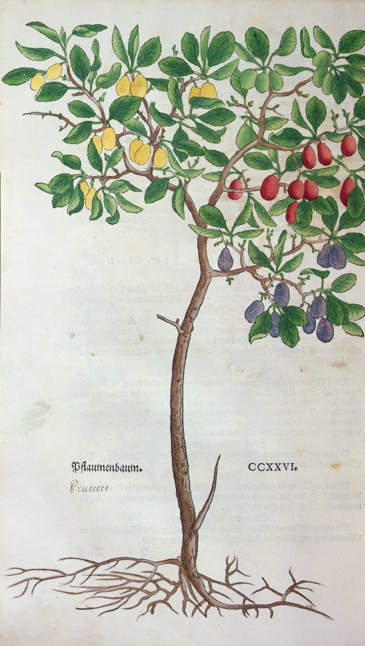 Plommonträd, en botanisk platta från herbariet av Leonhart Fuchs (1501-66), publicerad i Basel, 1543 av German School
