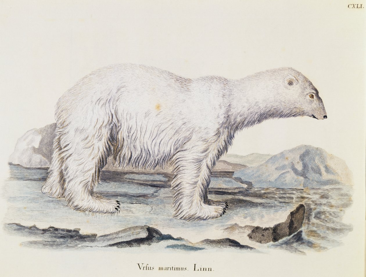 Isbjörn (Ursus maritimus), från Däggdjur illustrerad från Nature med beskrivningar, av Johann Christian Daniel von Schreber (1739-1810), gravyr av IC Bock efter teckning av Marechal, volym 3, tabell 141, Tyskland av German School