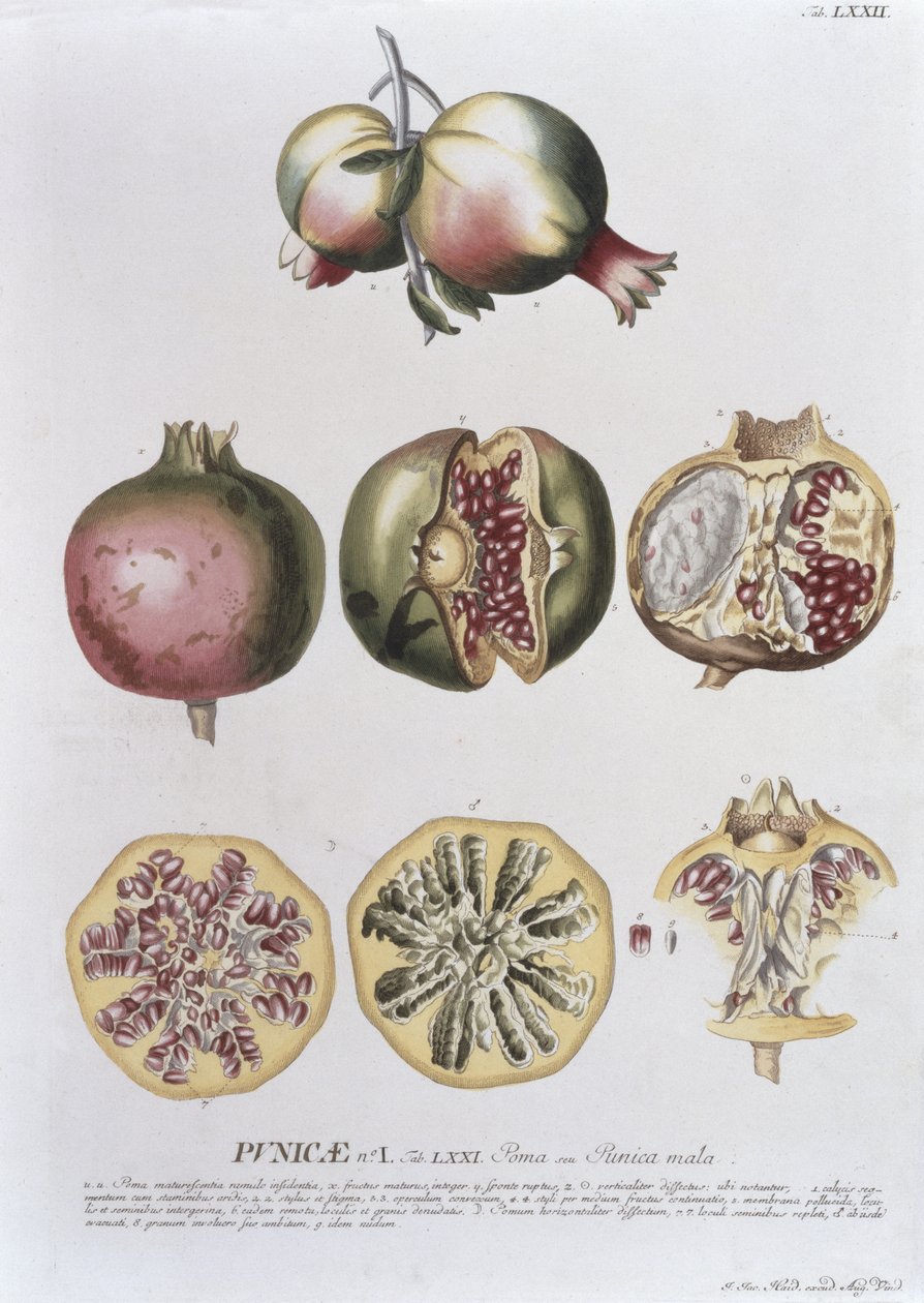 Granatäpple, graverad av Johann Jakob Haid (1704-67) tallrik 72 från en botanisk bok, pub. av Augustus Vind av German School