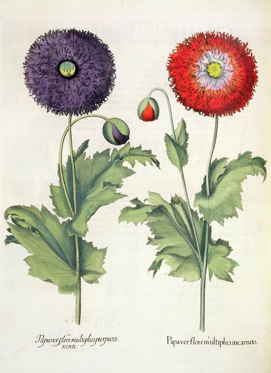 Vallmo: 1. Vallmo i en flerfaldig blomma inkarnerad; 2. Pappersblomma från Hortus Eystettensis av Basil Besler (1561-1629), pub. 1613 av German School