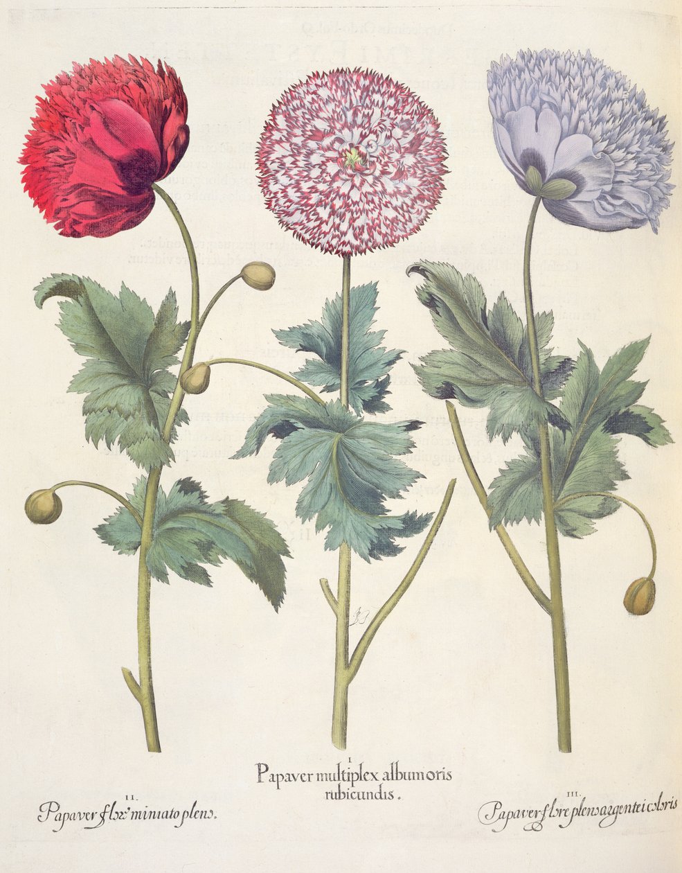 Vallmo: 1. Vallmo är ett komplex av vallmo med röd skal; 2. Vallmo, full av miniatoblomma; 3. Pappersblomma full av färg, från Hortus Eystettensis av Basil Besler (1561-1629), pub. 1613 av German School