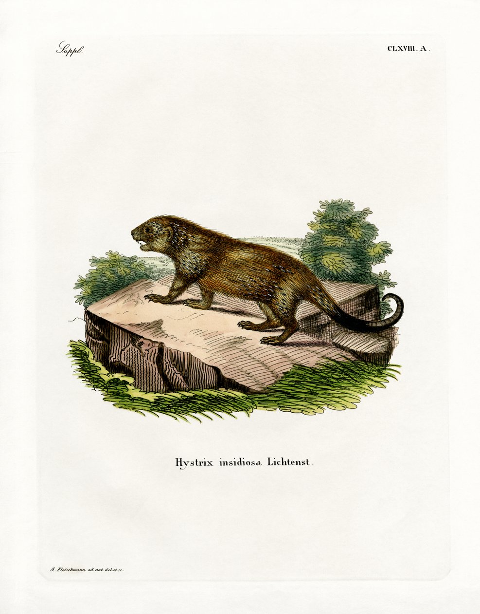 Porcupine (färgad gravyr) av German School