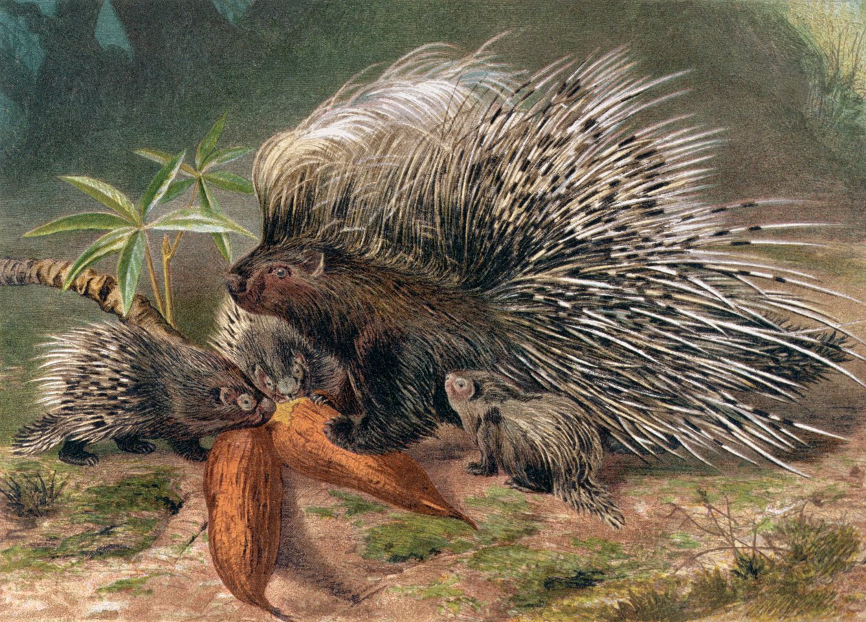 Porcupine, tallrik från Brehms Animal Life: General Knowledge of the Animal Kingdom, vol.2, s.560, utgiven av Bibliographic Institute, 1890 av German School