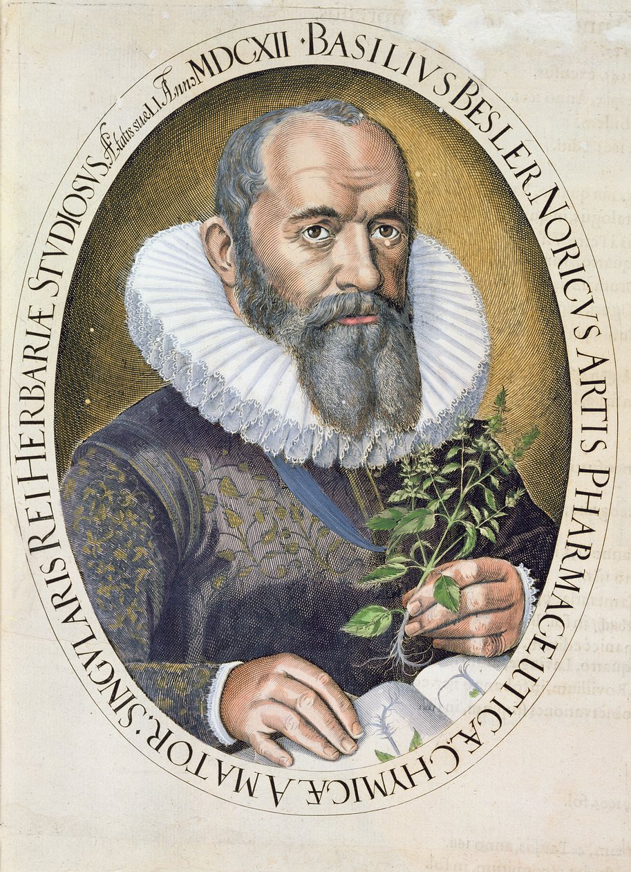 Porträtt av Basil Besler (1561-1629) 1612, från Hortus Eystettensis, pub. 1613 av German School