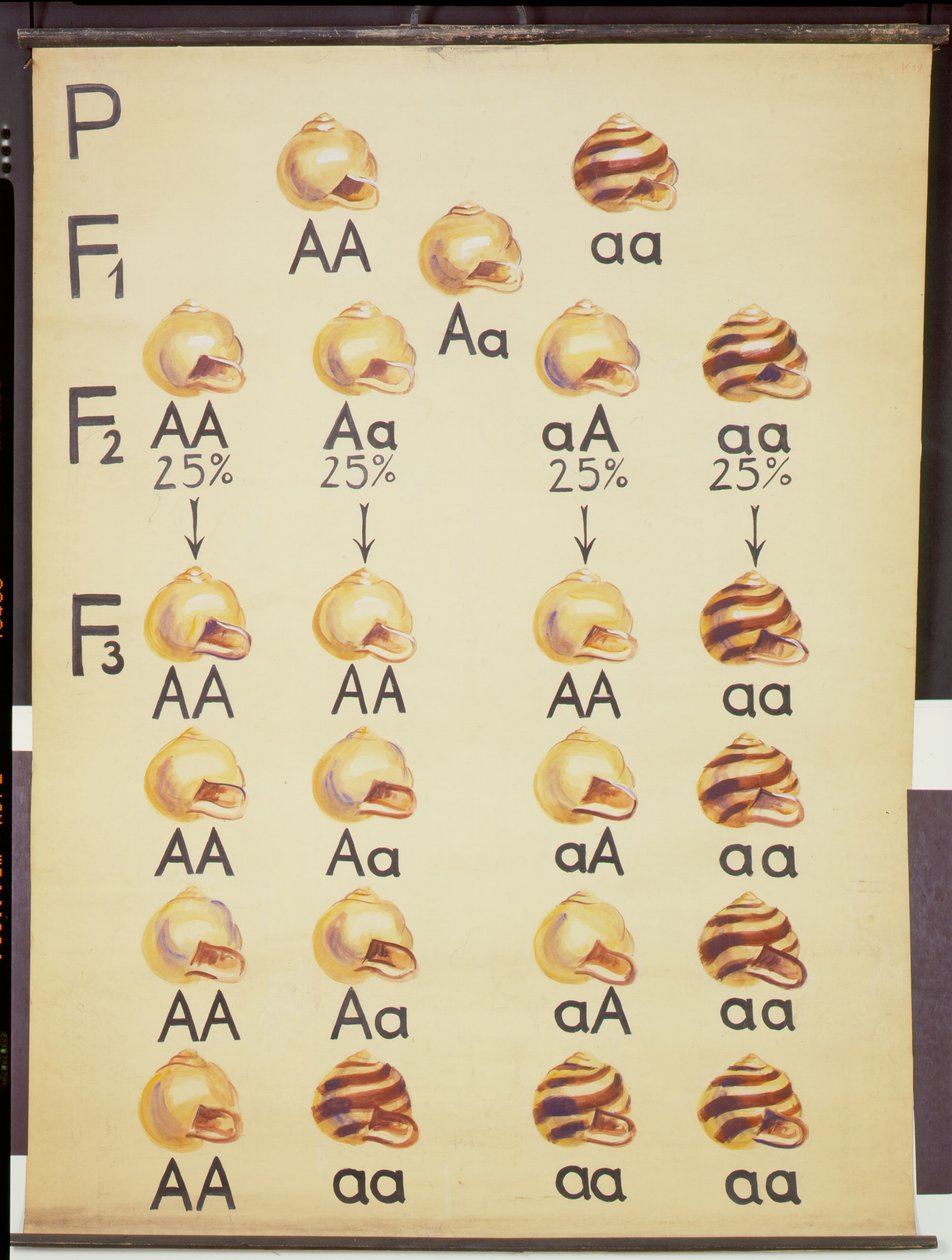 Affisch av Cepea sniglar av German School