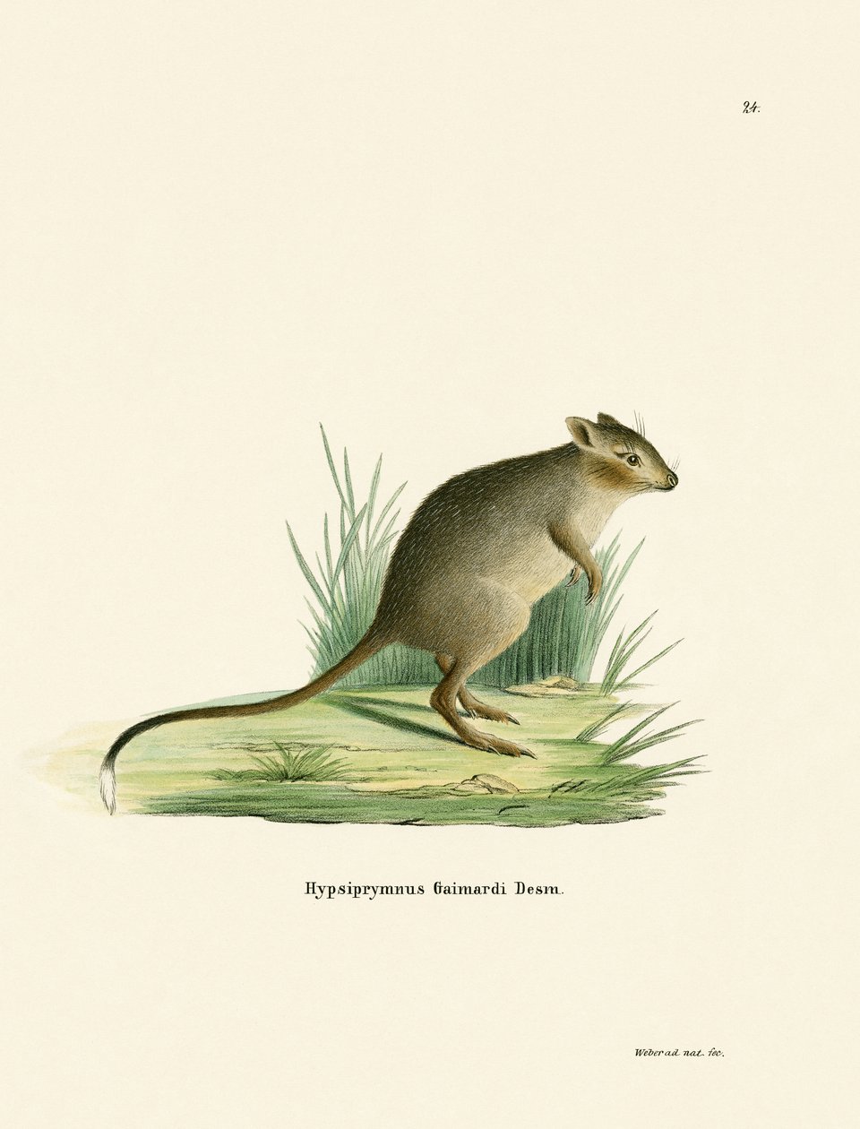 Potoroo (färgad gravyr) av German School