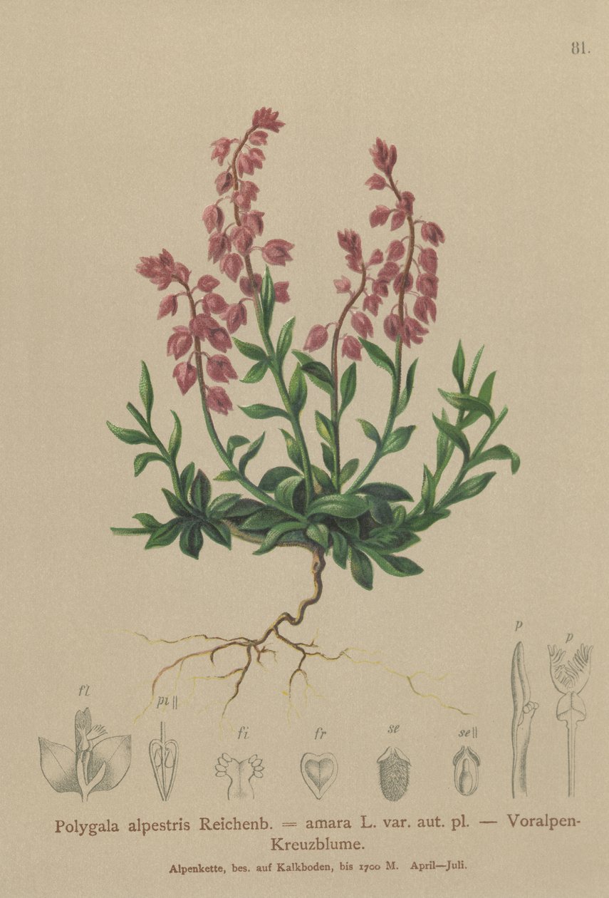 Prealpin mjölkört (Polygala alpestris, Polygala amara var. aut. pl., Polygala brachyptera) av German School