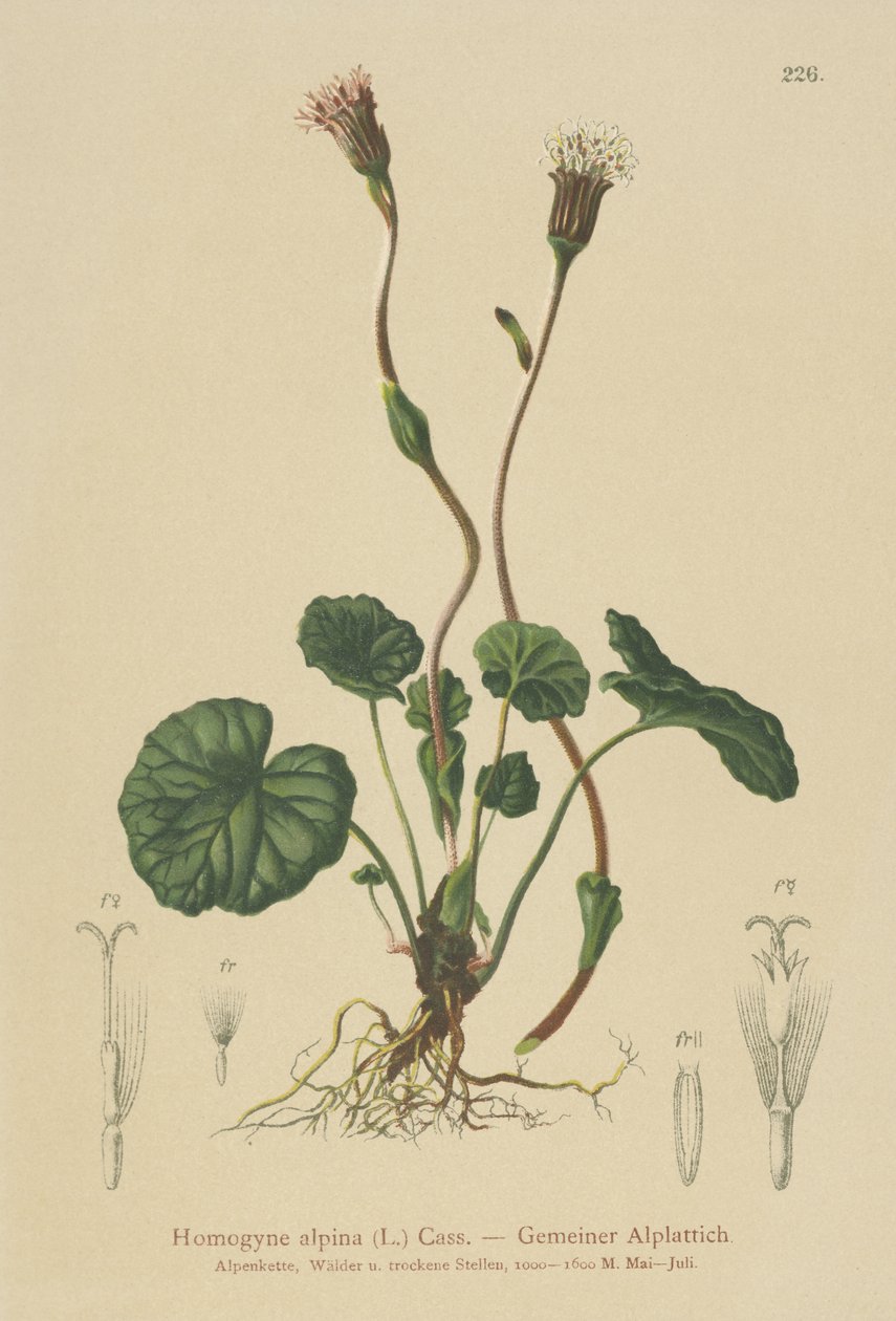 Lila hingstfot (Homogyne alpina) av German School