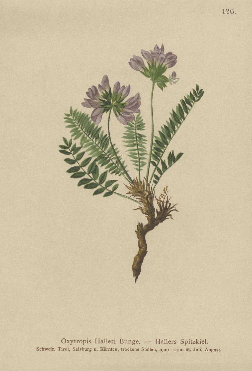 Lila Oxytropis (Oxytropis Halleri) av German School