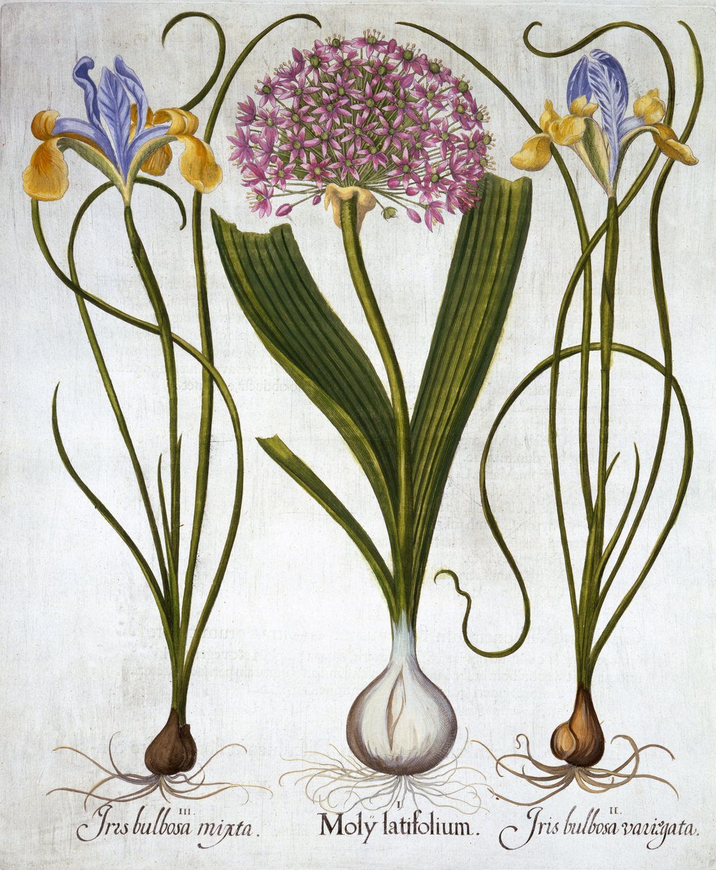 Purple Sensation, and Spanish Irises, från Hortus Eystettensis, av Basil Besler (1561-1629), pub. 1613 (handfärgad gravyr) av German School