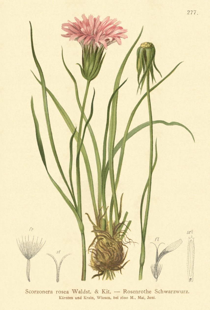 Lila huggormgräs (Scorzonera rosea, Scorzonera purpurea subsp. rosea) av German School