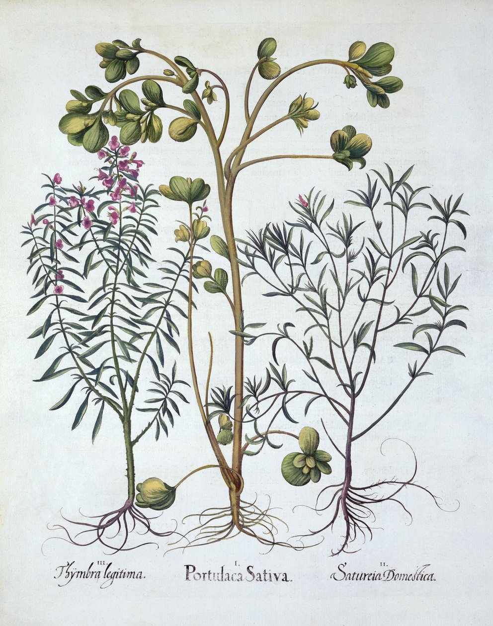 Portulak, sommarsmak och vintersmak, från Hortus Eystettensis, av Basil Besler (1561-1629), pub. 1613 (handfärgad gravyr) av German School