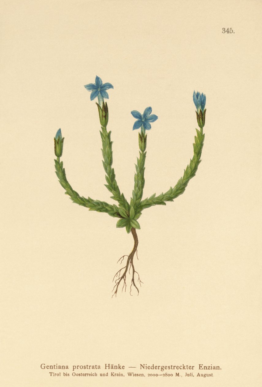 Pygmégentiana (Gentiana prostrata) av German School