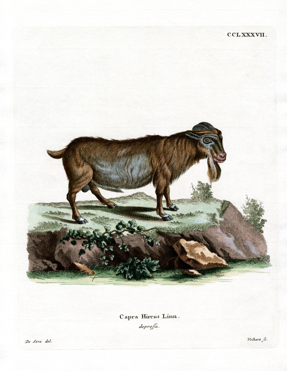 Pygméget (färgad gravyr) av German School