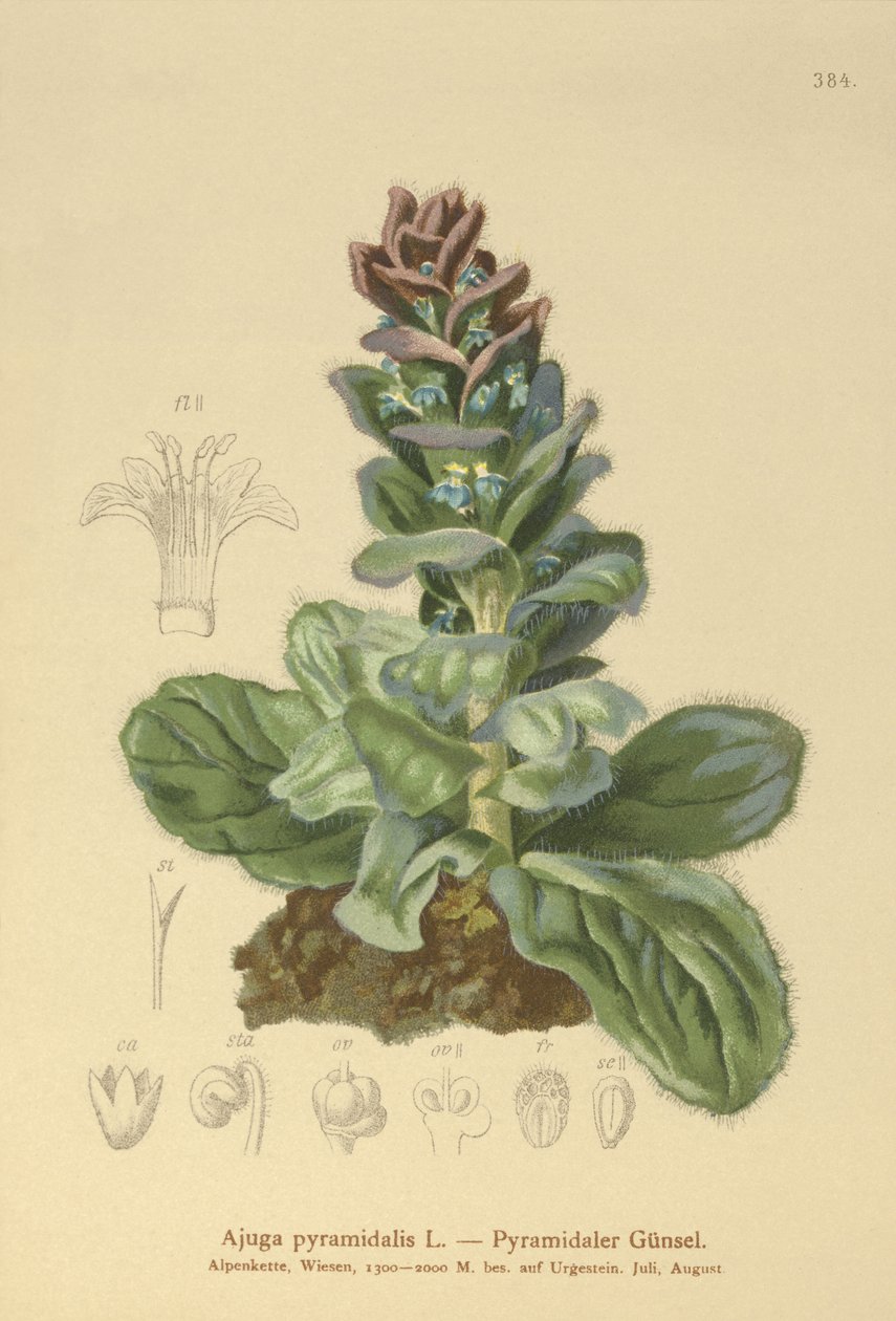 Pyramidal Bugle (Ajuga pyramidalis) av German School