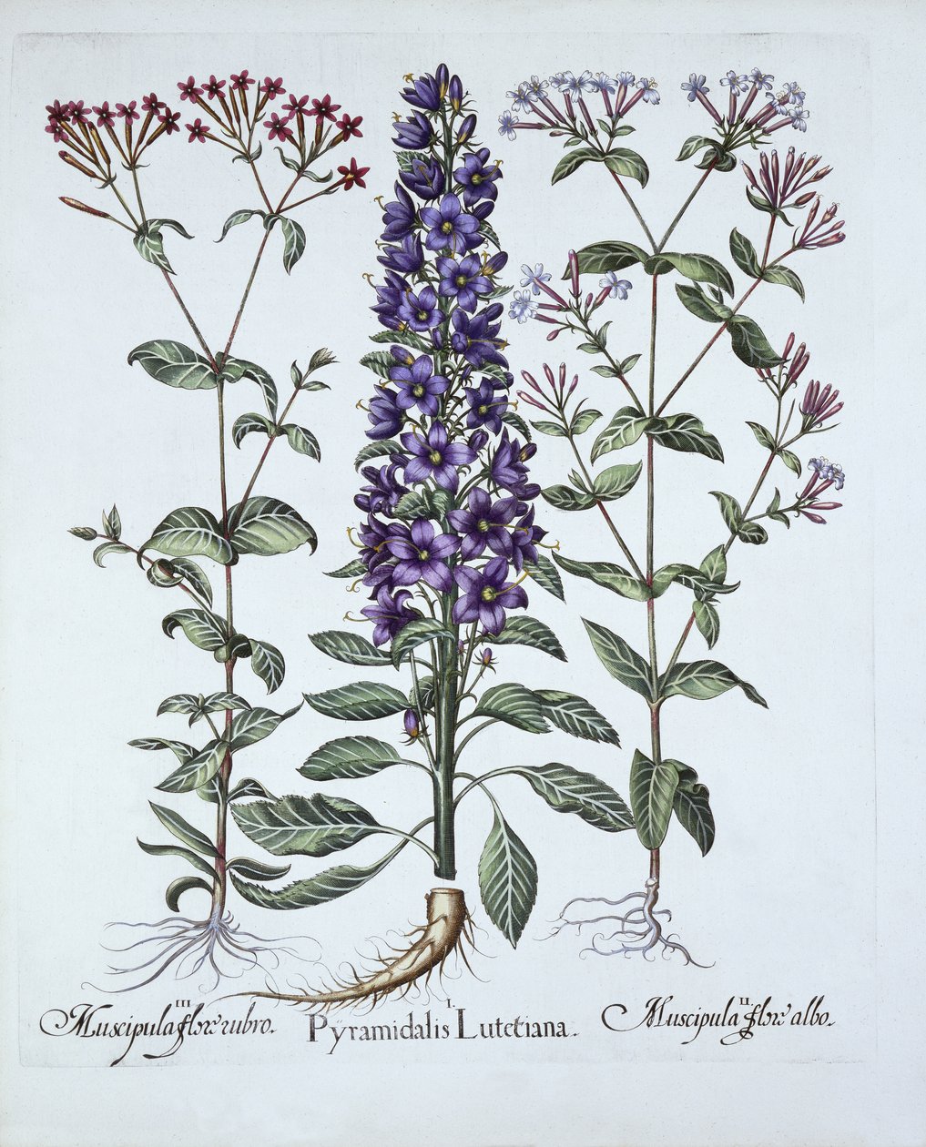Pyramidal Campanula, Muscipulas, från Hortus Eystettensis, av Basil Besler (1561-1629), pub. 1613 (handfärgad gravyr) av German School
